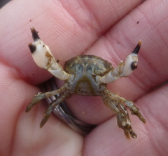 Lophopanopeus bellus