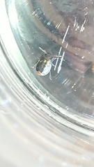 Legnotus limbosus