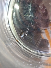 Legnotus limbosus