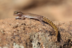 Saurodactylus brosseti