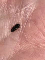 Acmaeodera neglecta neoneglecta