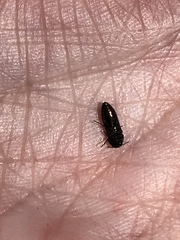 Acmaeodera neglecta neoneglecta