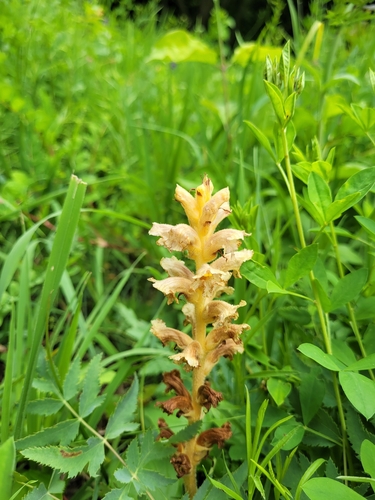 Image of Orobanche alsatica by (c) Bobo-X, some rights reserved (CC BY)