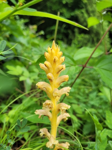 Image of Orobanche alsatica by (c) Bobo-X, some rights reserved (CC BY)