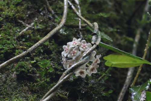 Hoya siamica Craib 2