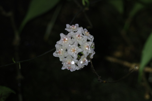 Hoya siamica Craib 3
