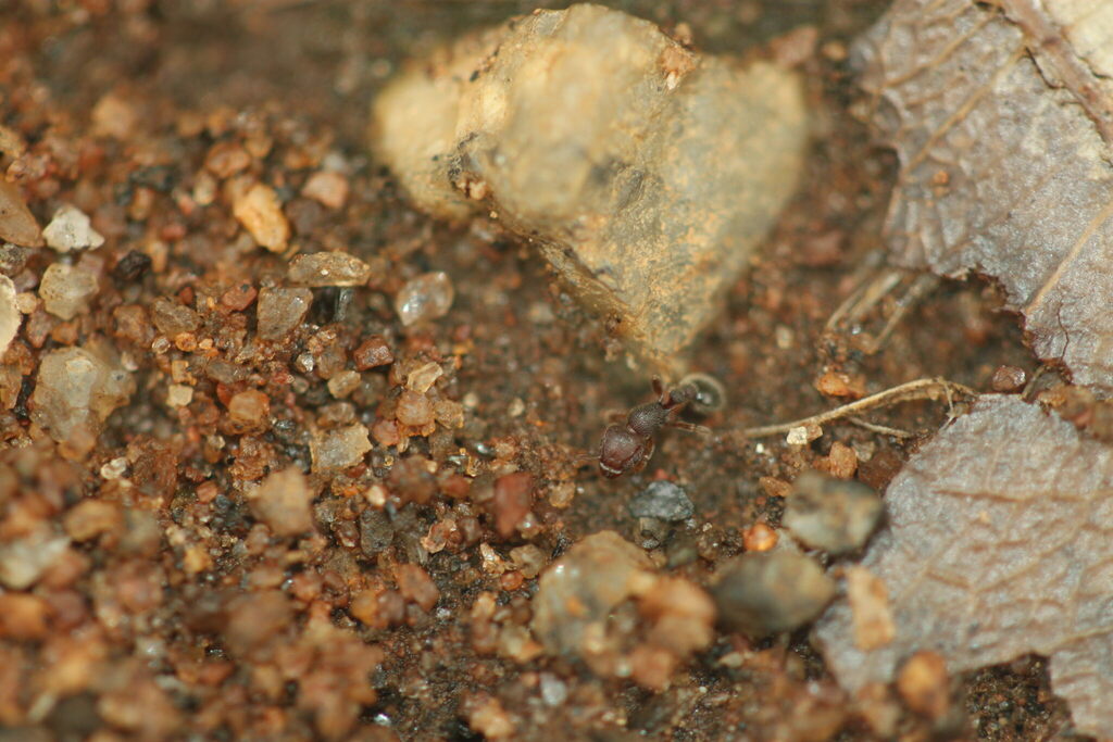 Tetramorium obesum