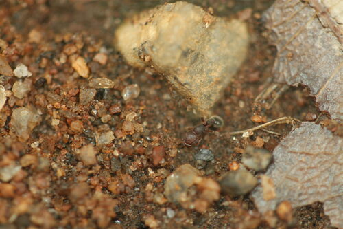 暗色铺道蚁Tetramorium obesum