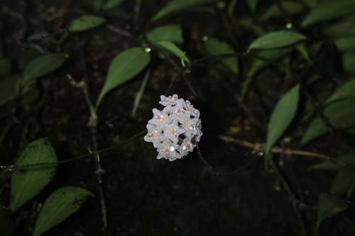 Hoya siamica Craib 4