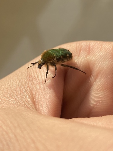 Blue Flower Chafer