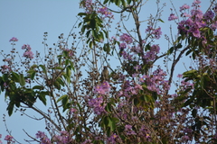 Dulus dominicus