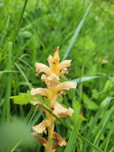 Image of Orobanche alsatica by (c) Bobo-X, some rights reserved (CC BY)