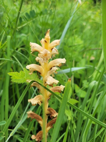 Image of Orobanche alsatica by (c) Bobo-X, some rights reserved (CC BY)