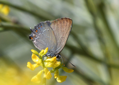 Satyrium esculi