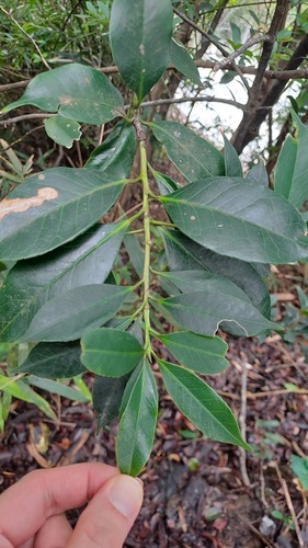 Symplocos lucida, photograph 2