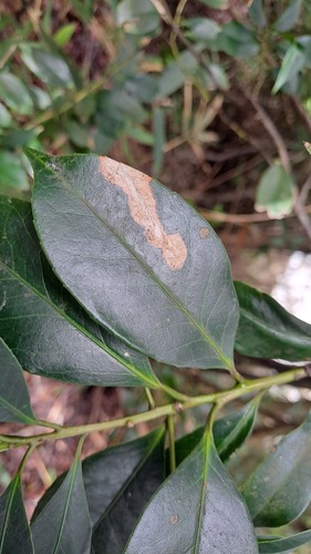 Symplocos lucida, photograph 3