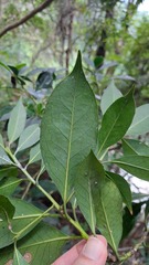 Symplocos lucida, photograph (c) CYL, some rights reserved (CC BY)