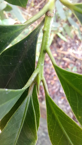 Symplocos lucida, photograph 5