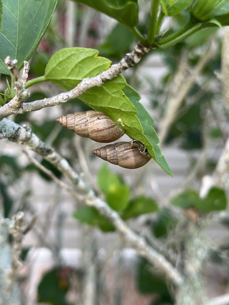 Ghost Bulimulus in June 2024 by rojasfragoza_z_003. around an inch or ...