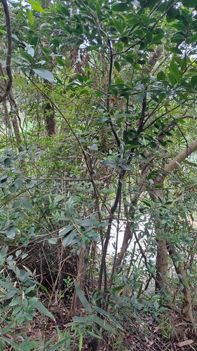 Symplocos lucida, photograph 6