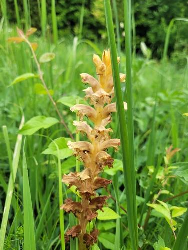 Image of Orobanche alsatica by (c) Bobo-X, some rights reserved (CC BY)