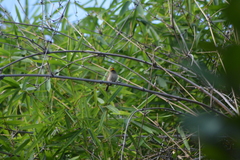 Tiaris olivaceus