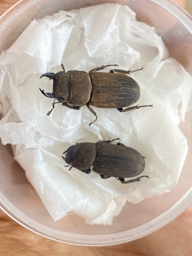 Dorcus tenuihirsutus