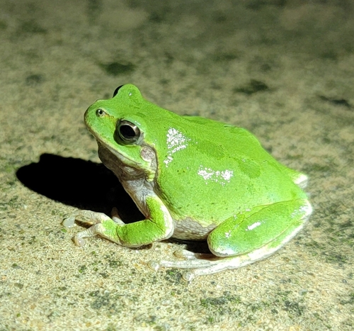 Japanese Tree Frog