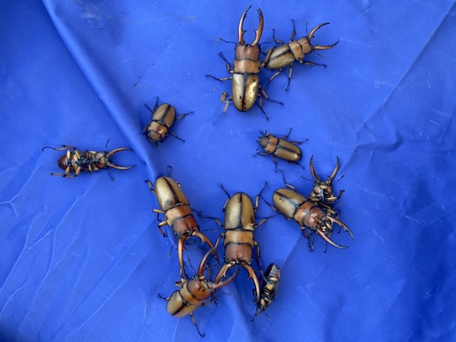 Common Red Stag Beetle