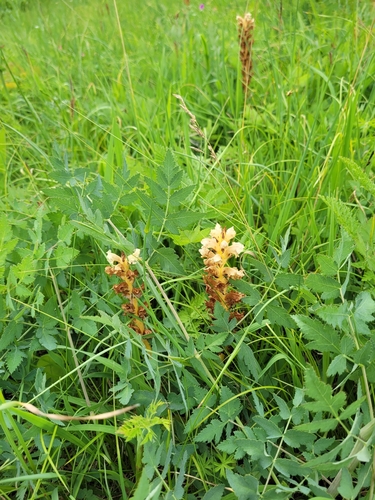 Image of Orobanche alsatica by (c) Bobo-X, some rights reserved (CC BY)