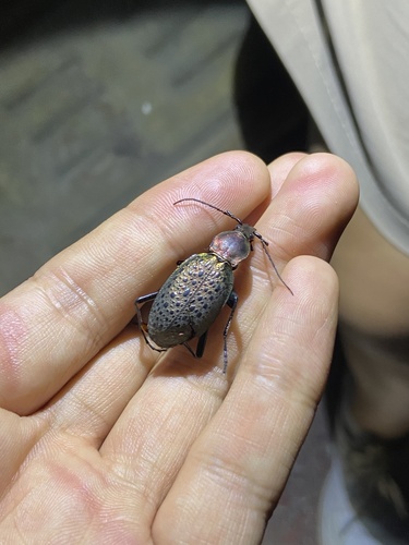 Carabus smaragdinus