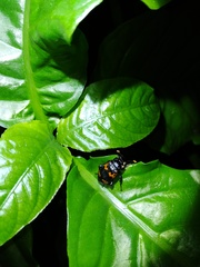 Nicrophorus nepalensis