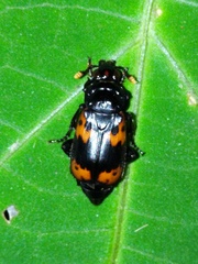 Nicrophorus nepalensis