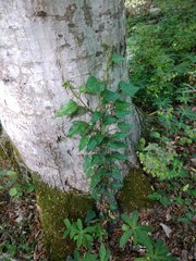 Hedera pastuchovii