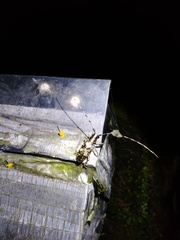 Acalolepta permutans