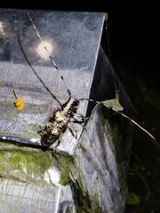 Acalolepta permutans