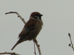 Passer montanus