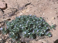 Astragalus kentrophyta