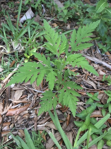 Ambrosia artemisiifolia image