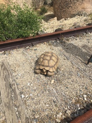 Centrochelys sulcata