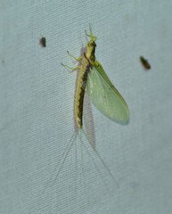 Pentagenia vittigera