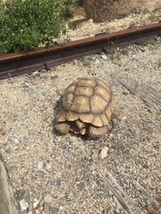 Centrochelys sulcata