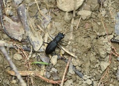 Dromochorus belfragei