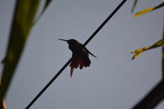Anthracothorax dominicus
