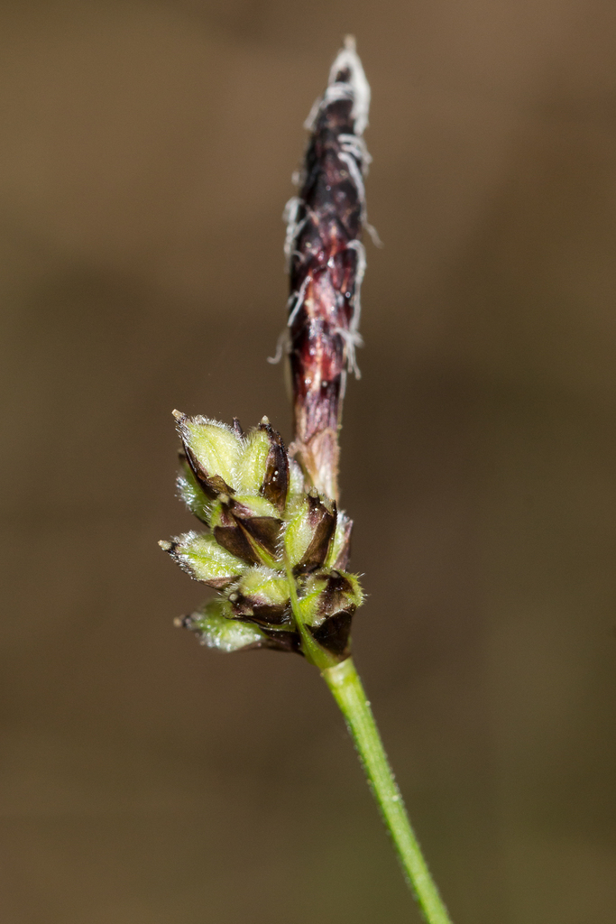 Soft-leaved sedge from Эльмаш, Екатеринбург, Свердловская обл., Россия ...