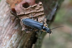 Cantharis obscura