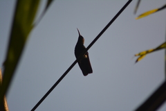 Anthracothorax dominicus