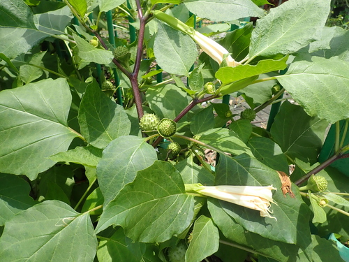 Datura metel