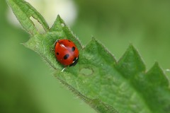 Coccinella quinquepunctata