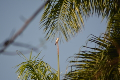 Falco sparverius dominicensis